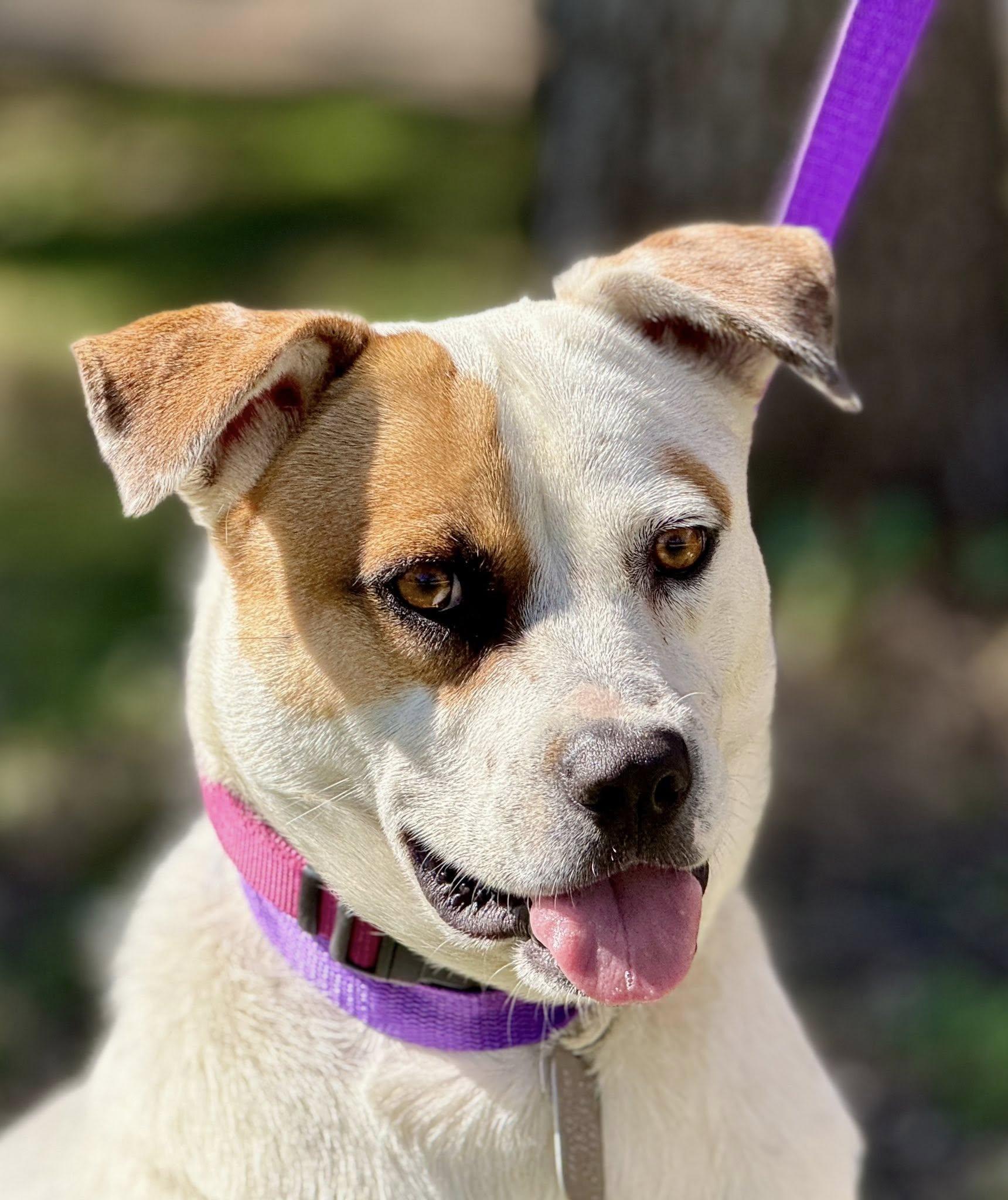 Enlarge Jewel — A Loving Mama Ready for Her Forever Home, a hold mixed breed in St Augustine, FL image 2/6