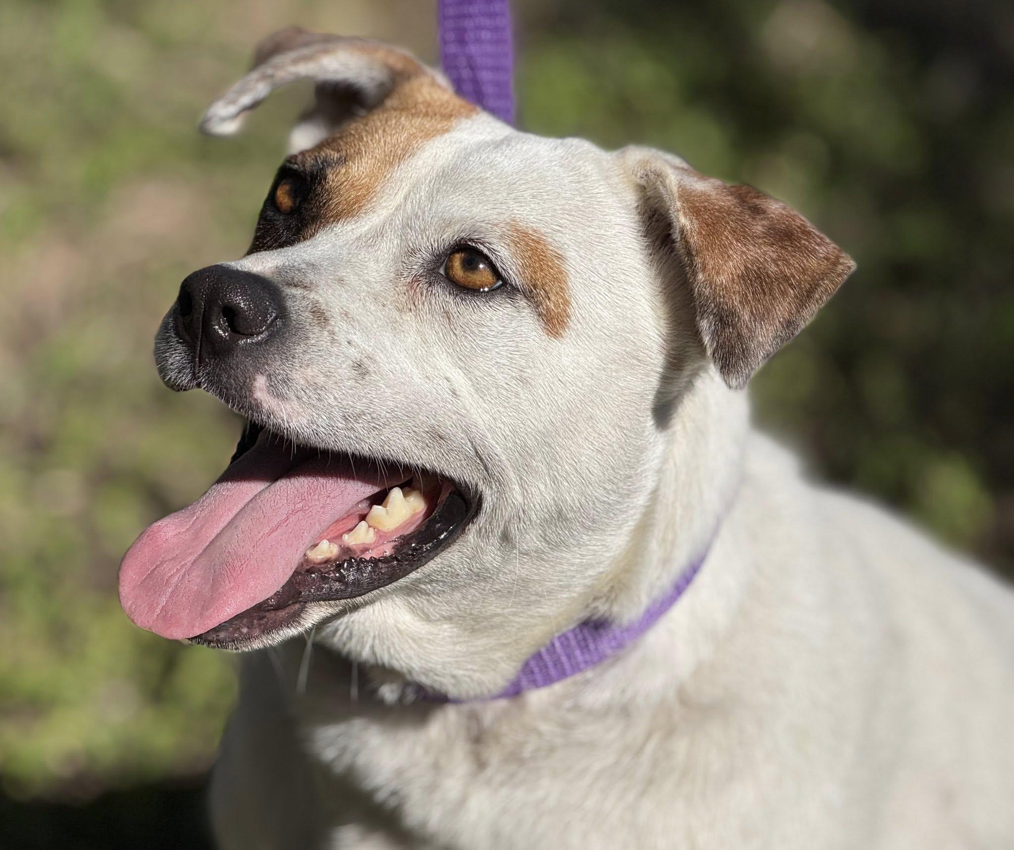 Enlarge Jewel — A Loving Mama Ready for Her Forever Home, a hold mixed breed in St Augustine, FL image 4/6