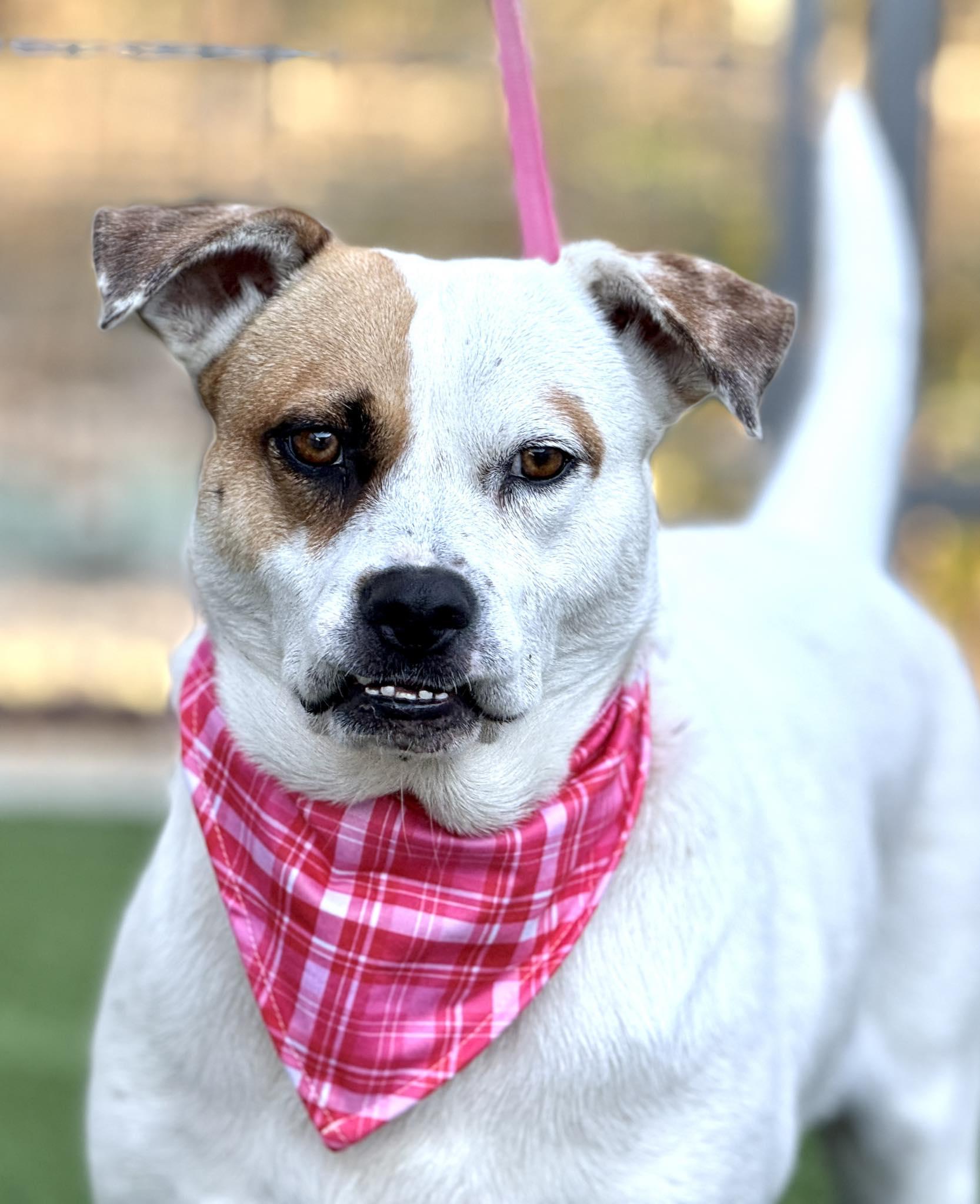 Enlarge Jewel — A Loving Mama Ready for Her Forever Home, a hold mixed breed in St Augustine, FL image 5/6