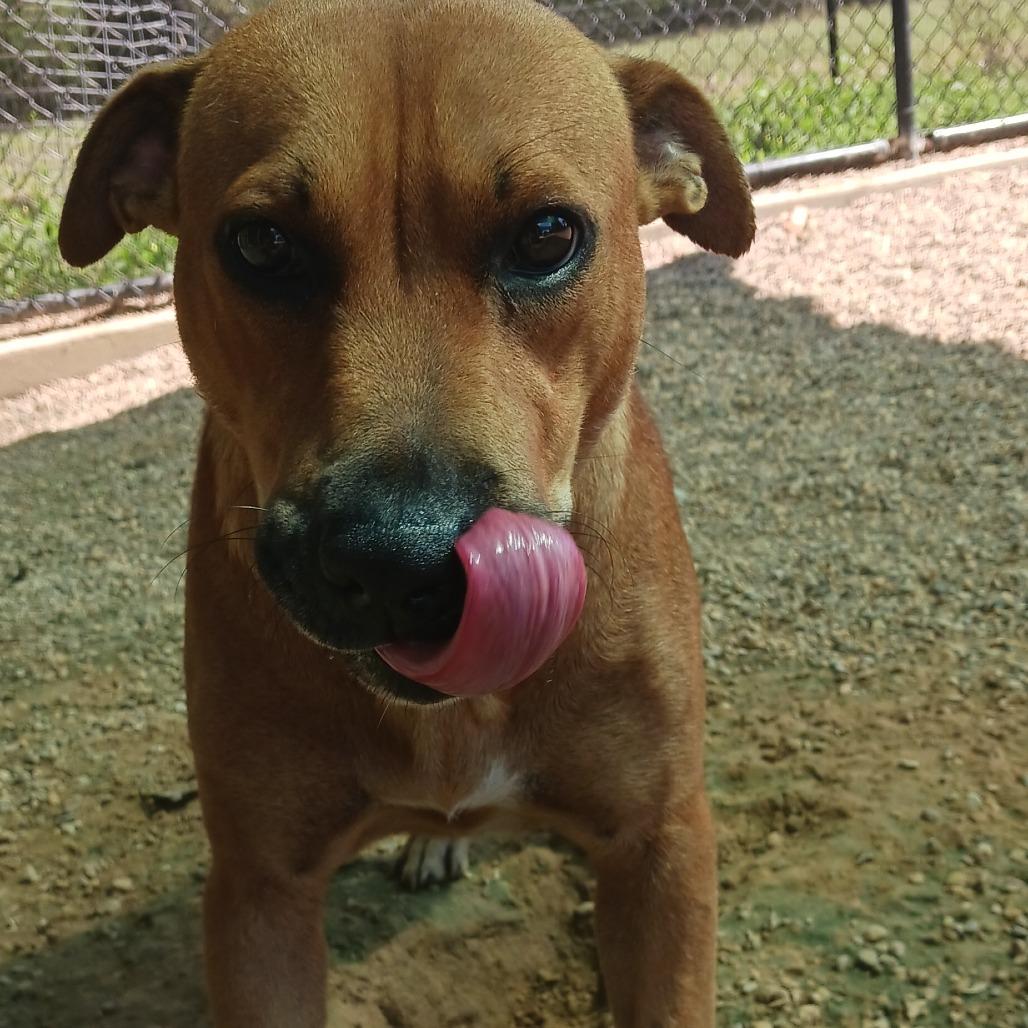 Melody, a Adoptable mixed breed in Wadena, MN image 1/6