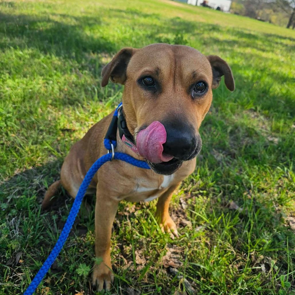 Enlarge Melody, a Adoptable mixed breed in Wadena, MN image 2/6