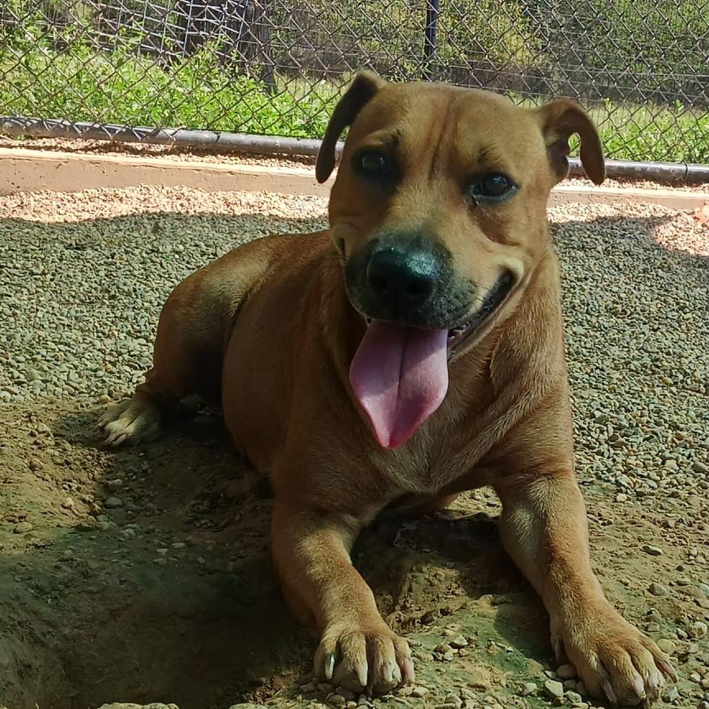 Melody, a Adoptable mixed breed in Wadena, MN image 3/6