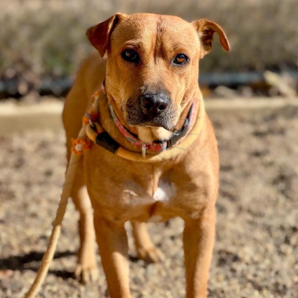 Melody, a Adoptable mixed breed in Wadena, MN image 3/6