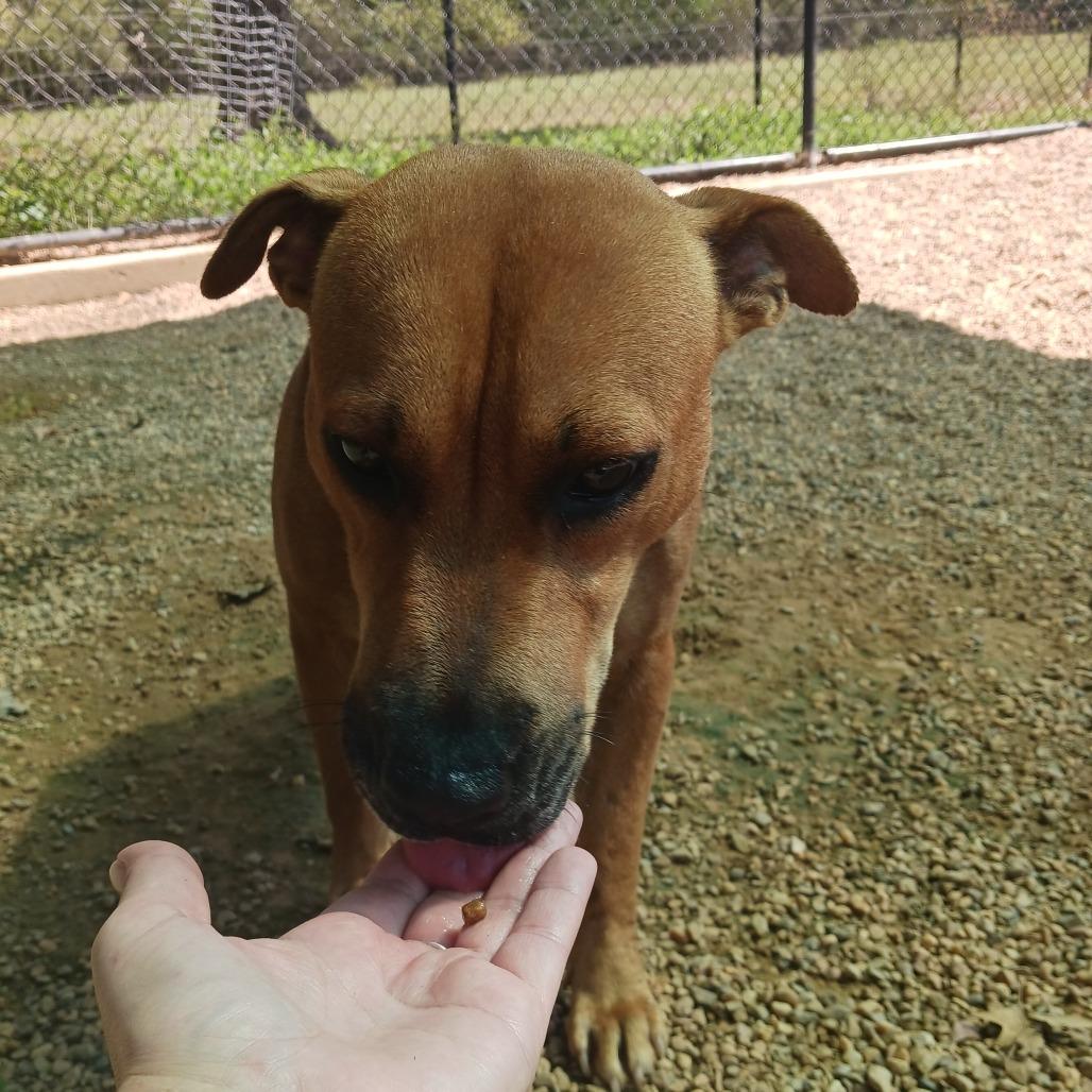 Melody, a Adoptable mixed breed in Wadena, MN image 5/6