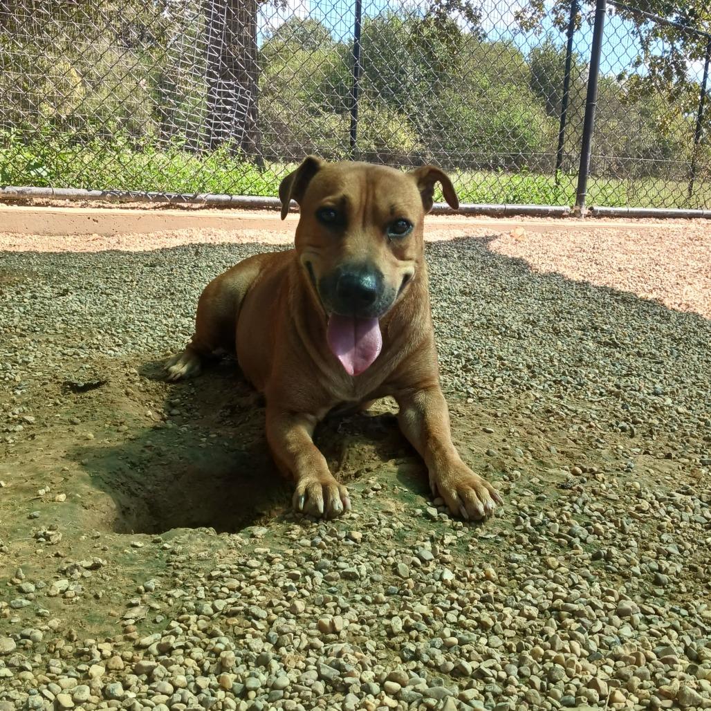 Melody, a Adoptable mixed breed in Wadena, MN image 6/6