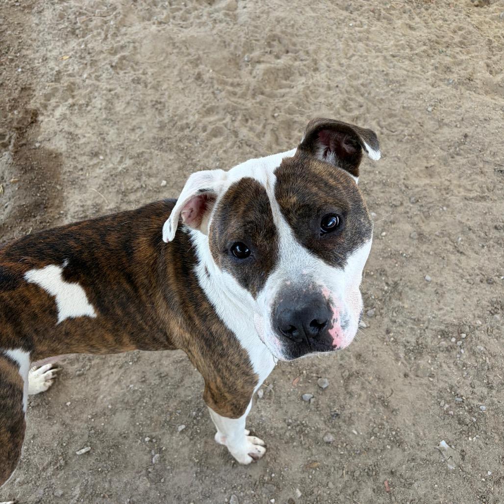 Rawley, ADOPTABLE, Adult Male Pit Bull Terrier.