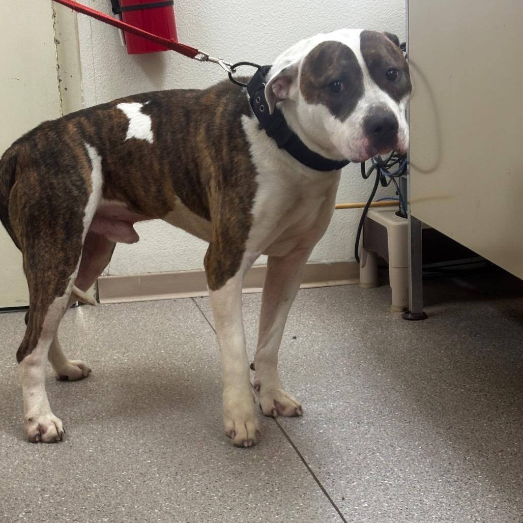 Rawley, a ADOPTABLE Pit Bull Terrier in Fallon, NV image 2/2