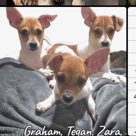 Zara Available 10/23, Adoptable, Puppy Female Chihuahua.