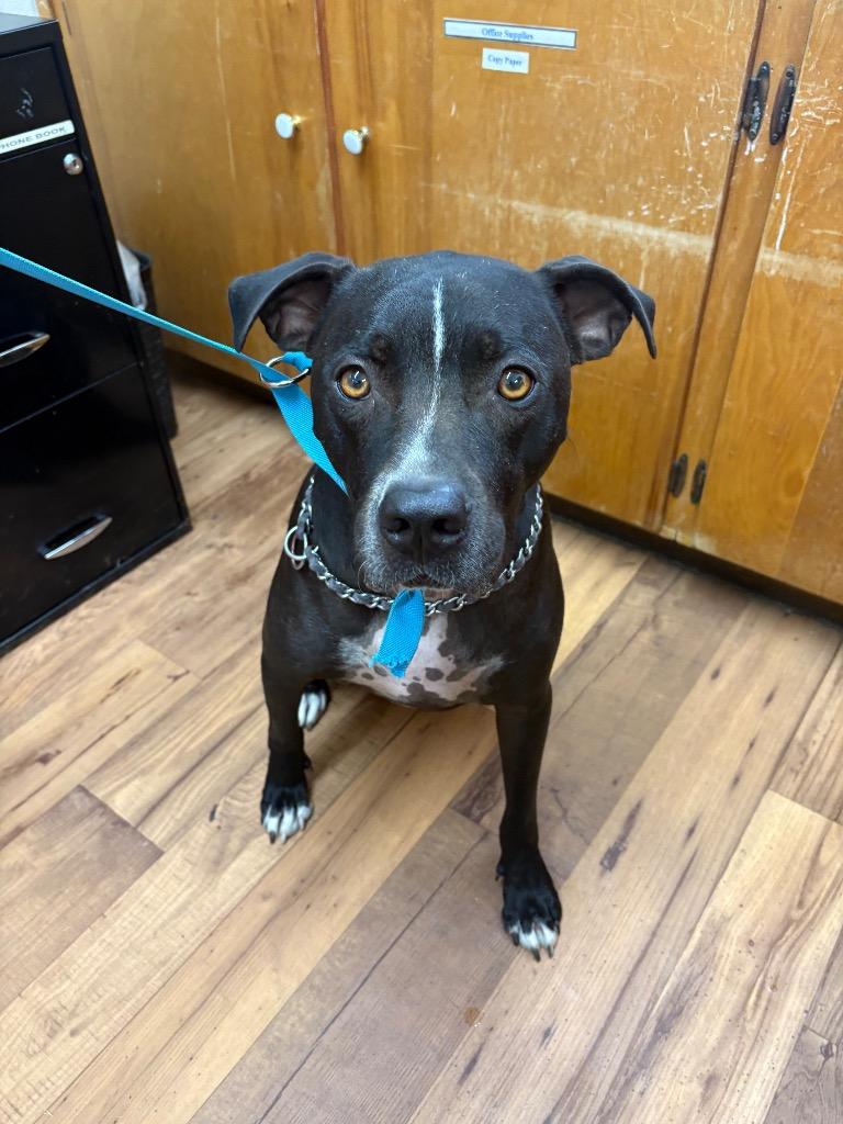 Shadow, Adoptable, Adult Male Staffordshire Bull Terrier & Mixed Breed.