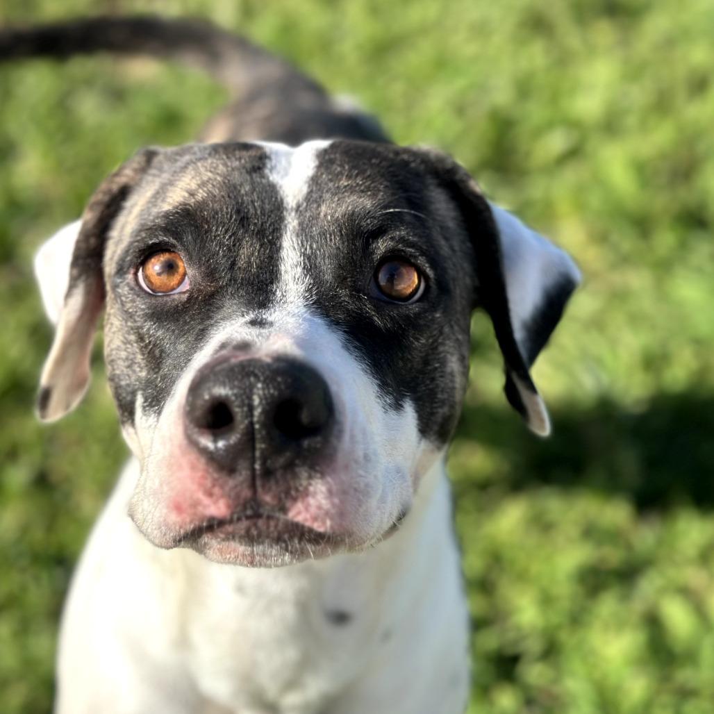 Sweet Tea, Adoptable, Adult Female Pit Bull Terrier.