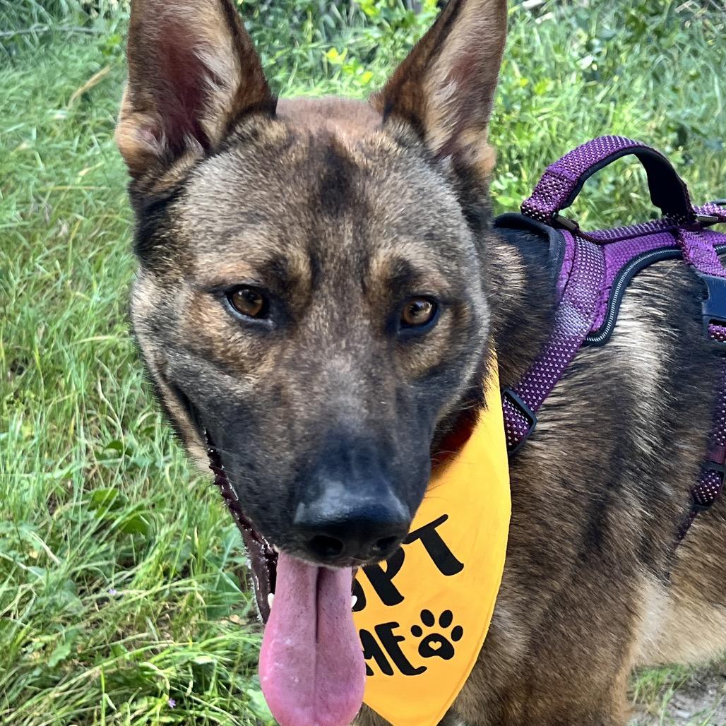 Enlarge Bruin, a Adoptable Dutch Shepherd in Winchester, CA image 1/4