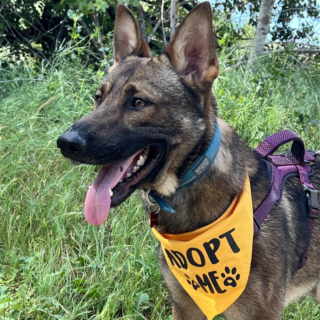 Enlarge Bruin, a Adoptable Dutch Shepherd in Winchester, CA image 2/4