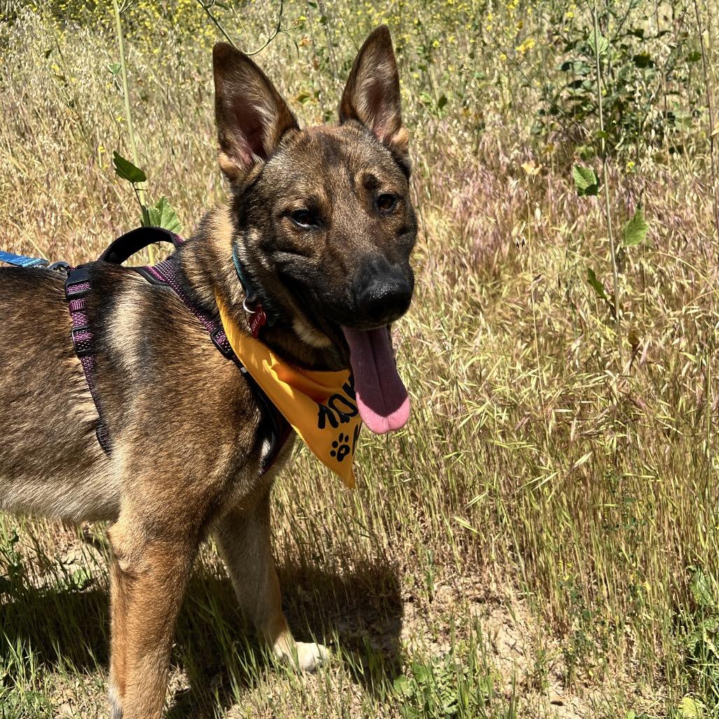 Enlarge Bruin, a Adoptable Dutch Shepherd in Winchester, CA image 3/4