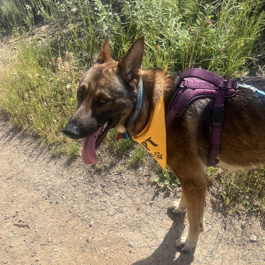 Enlarge Bruin, a Adoptable Dutch Shepherd in Winchester, CA image 4/4