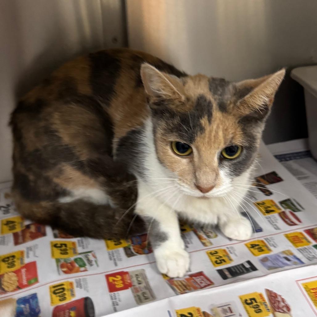 Rebecca (Becky), a Adoptable Domestic Short Hair in Roxboro, NC image 1/6