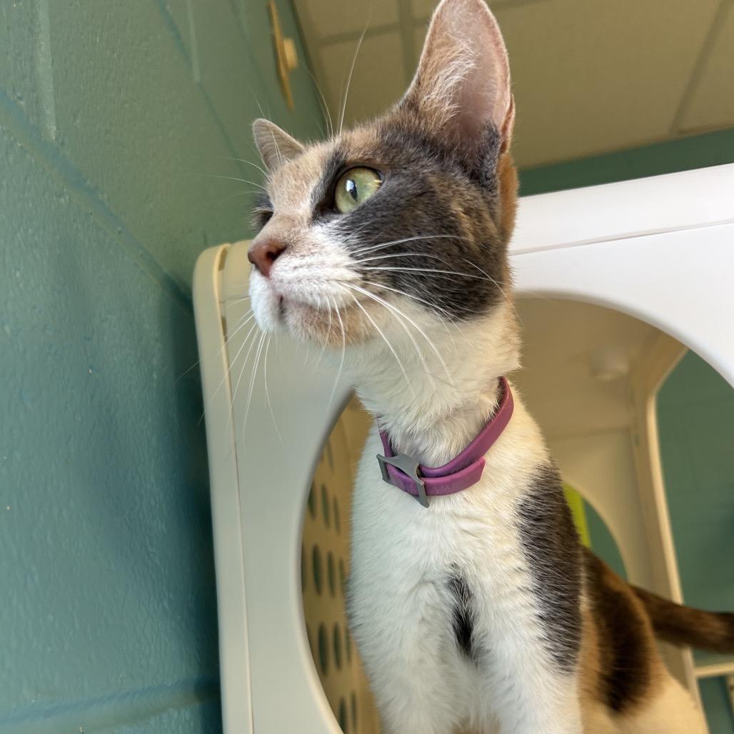 Rebecca (Becky), a Adoptable Domestic Short Hair in Roxboro, NC image 2/6