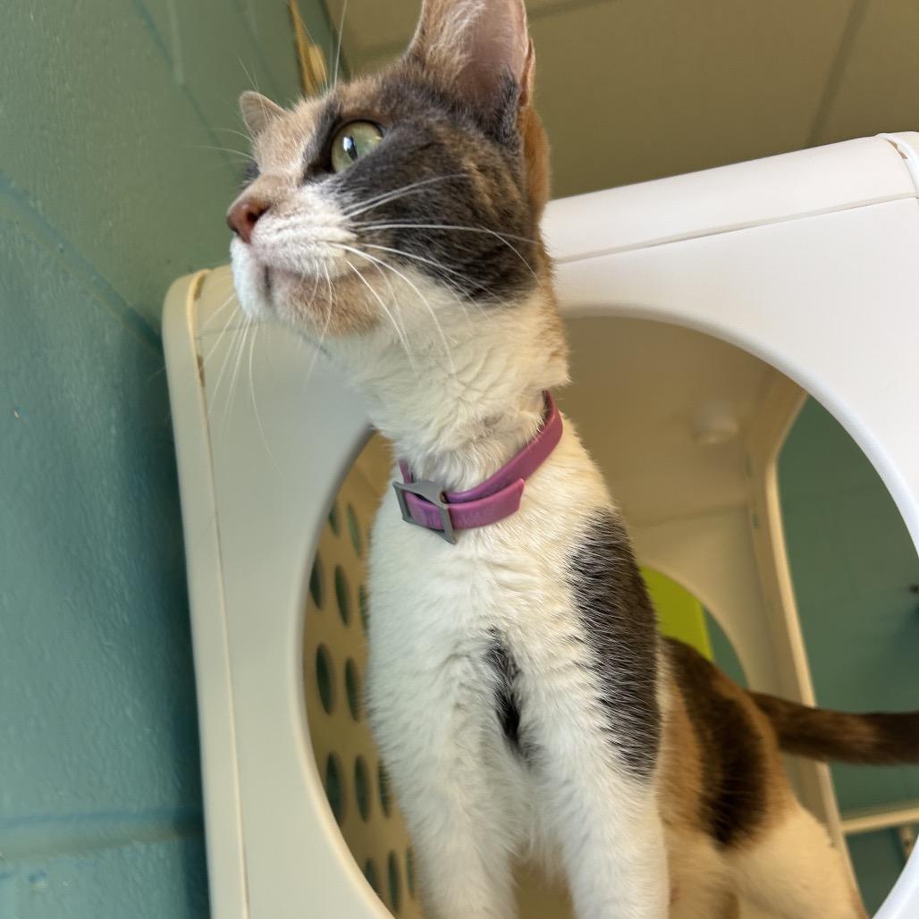 Rebecca (Becky), a Adoptable Domestic Short Hair in Roxboro, NC image 3/6