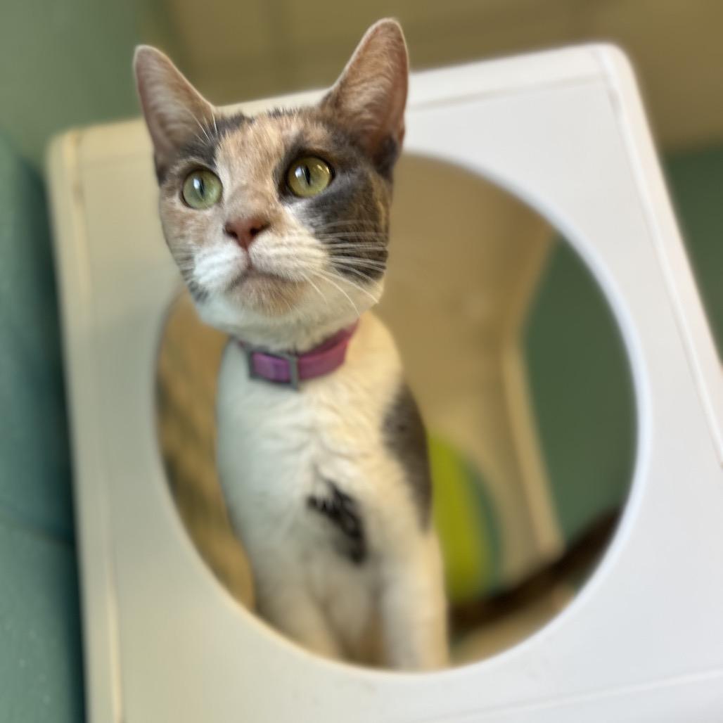 Rebecca (Becky), a Adoptable Domestic Short Hair in Roxboro, NC image 4/6