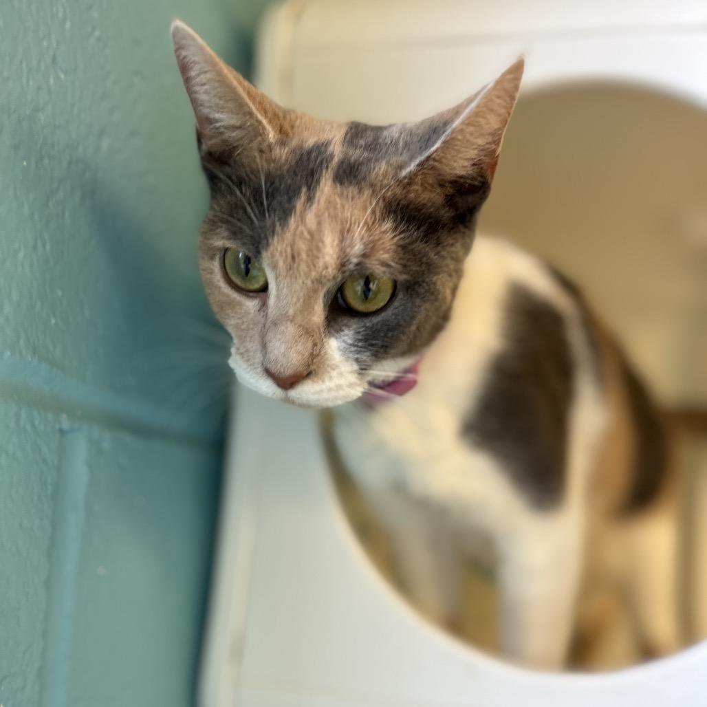 Rebecca (Becky), a Adoptable Domestic Short Hair in Roxboro, NC image 5/6