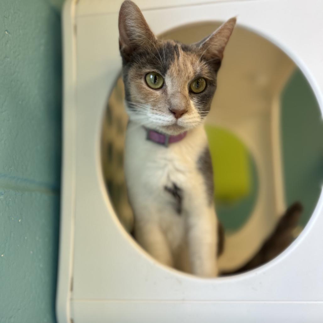 Rebecca (Becky), a Adoptable Domestic Short Hair in Roxboro, NC image 6/6