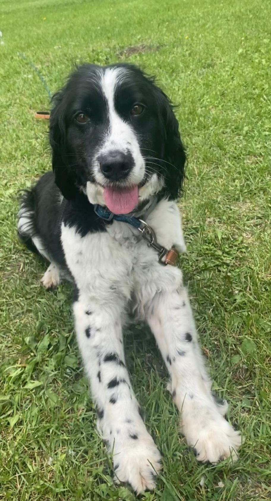 Enlarge Dusty, a Adoptable Spaniel in Crookston, MN image 1/1