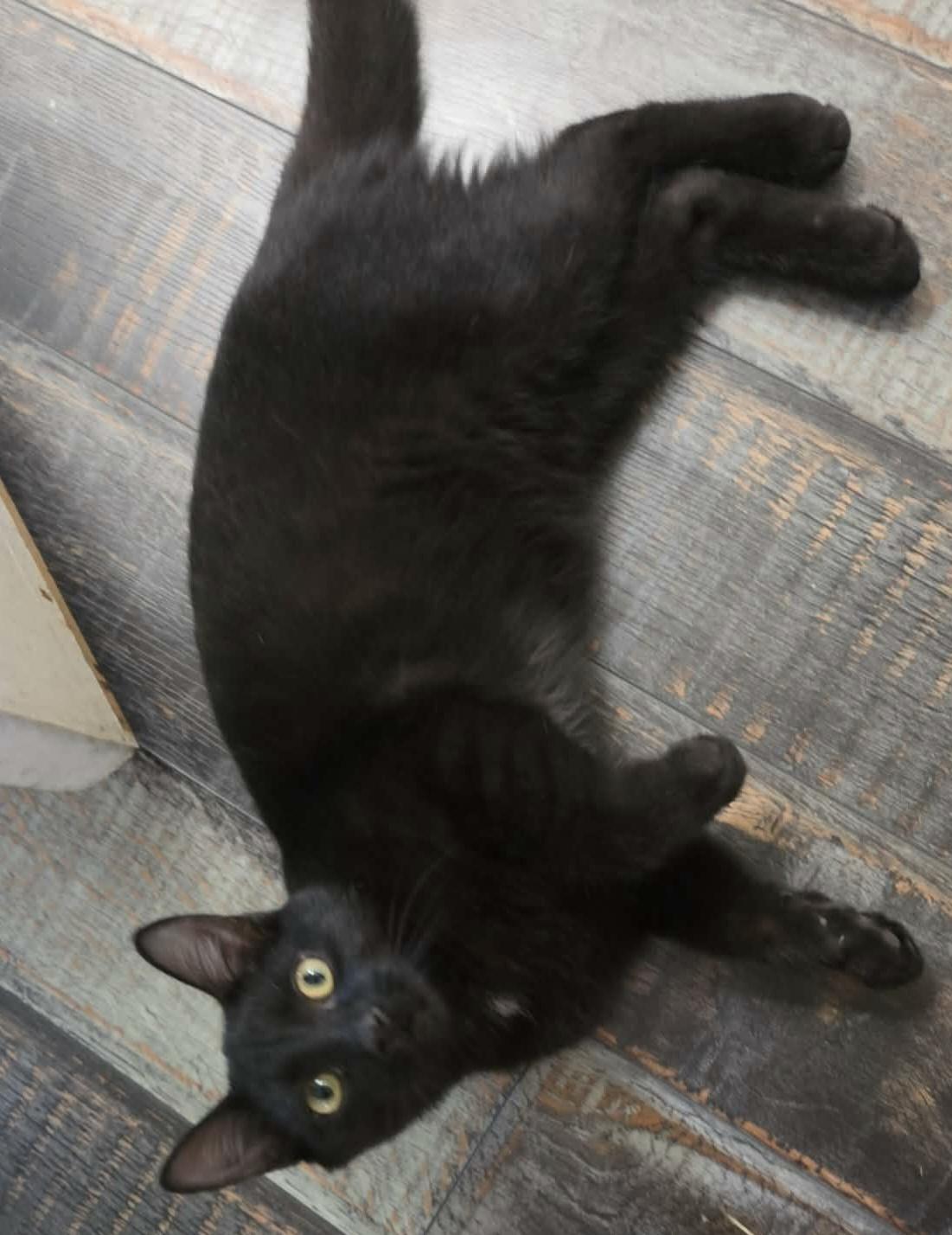 Enlarge Ryder, a Adoptable Domestic Short Hair in Bloomsdale, MO image 3/5