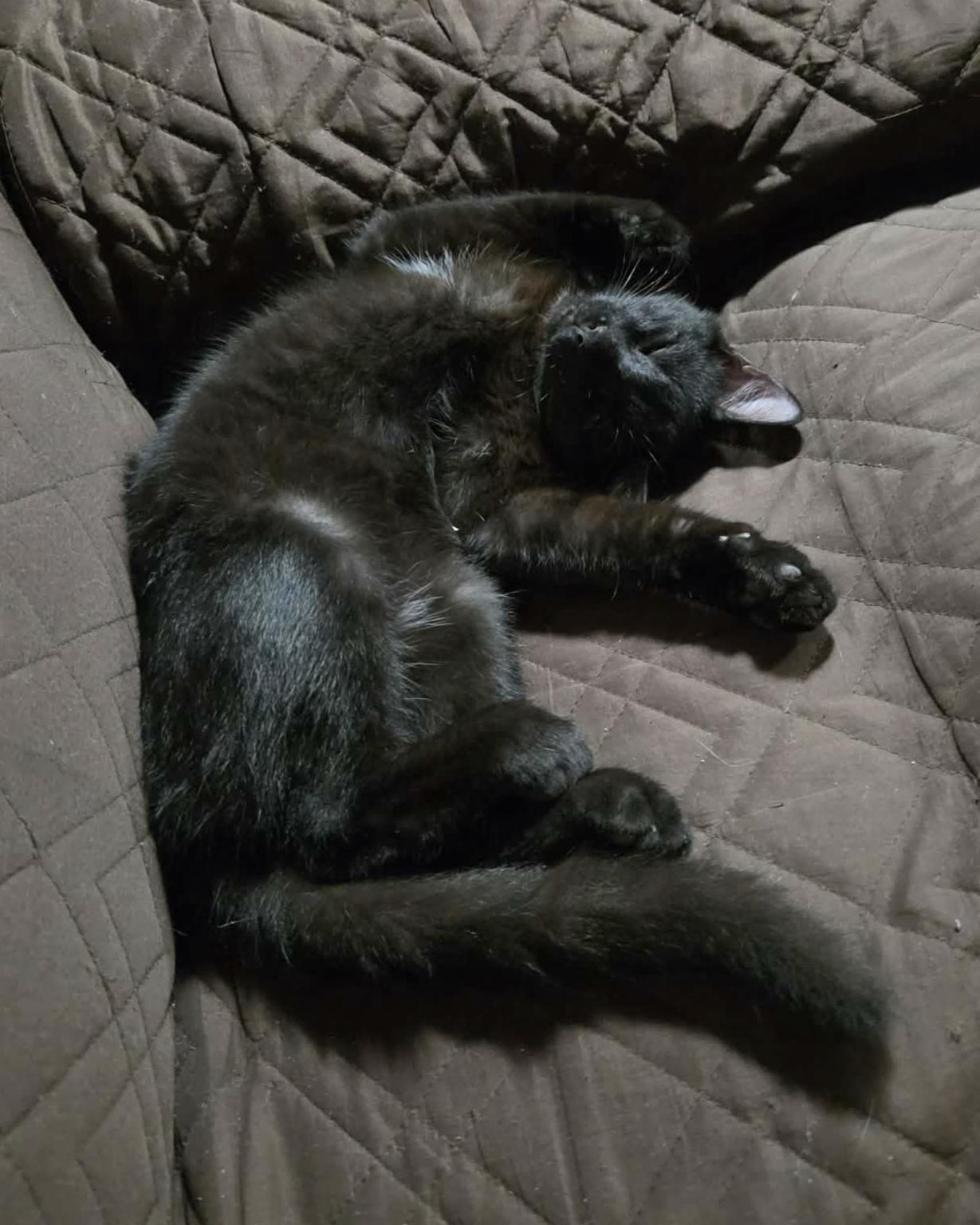Enlarge Ryder, a Adoptable Domestic Short Hair in Bloomsdale, MO image 2/5