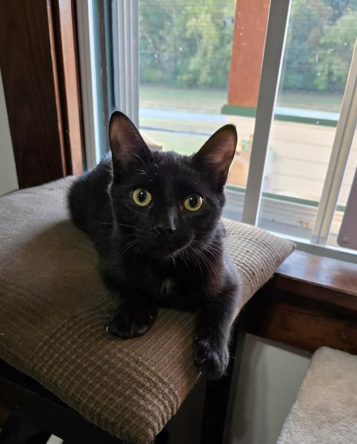 Enlarge Ryder, a Adoptable Domestic Short Hair in Bloomsdale, MO image 1/5