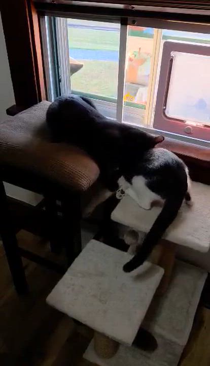 Enlarge Ryder, a Adoptable Domestic Short Hair in Bloomsdale, MO video 4/5