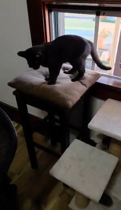 Enlarge Ryder, a Adoptable Domestic Short Hair in Bloomsdale, MO video 5/5
