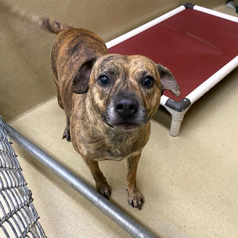 Enlarge Sheila #21616, a ADOPTABLE mixed breed in Monroe, GA image 2/4