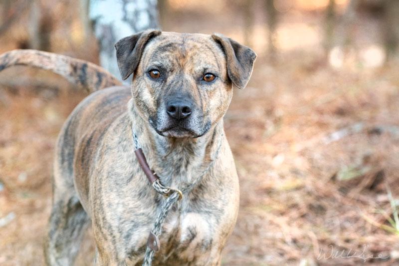 Enlarge Sheila #21616, a ADOPTABLE mixed breed in Monroe, GA image 1/4