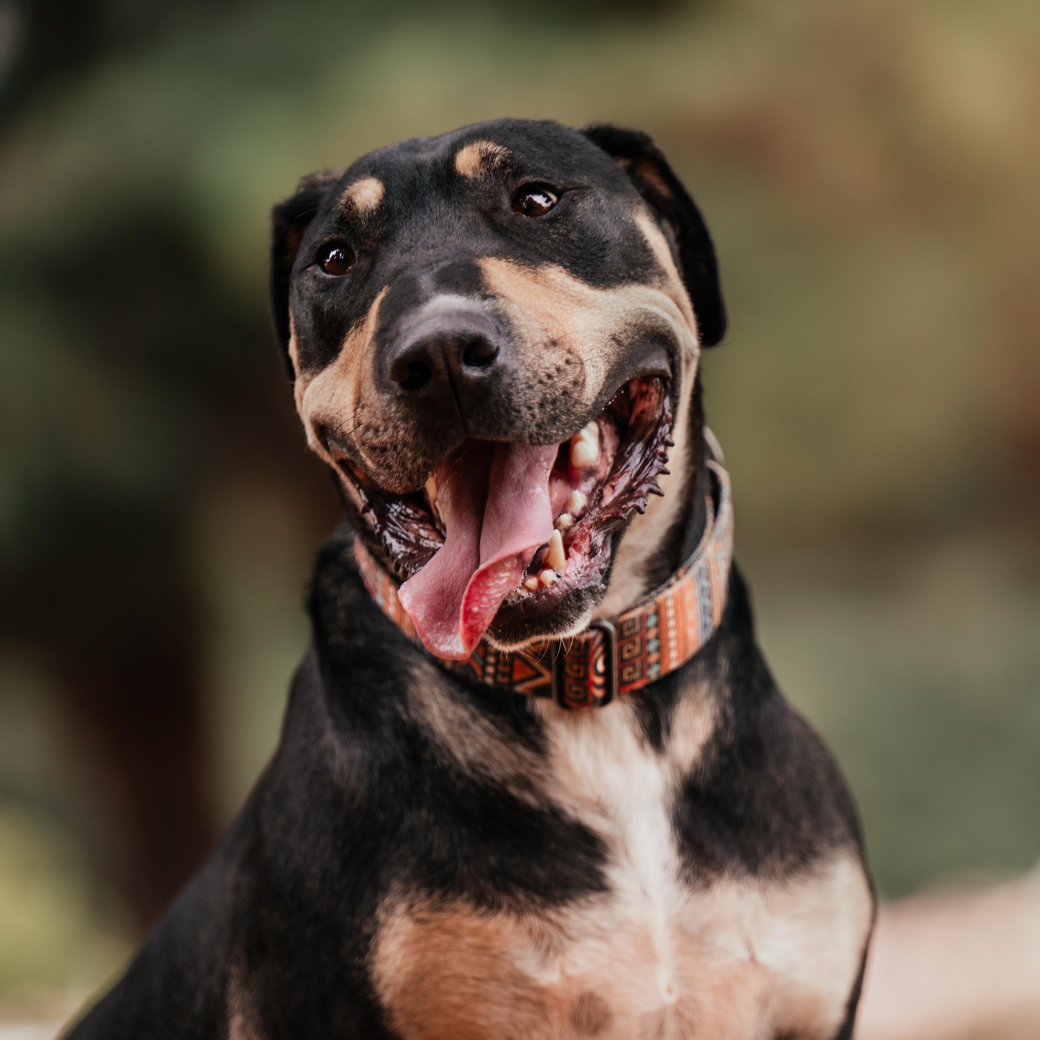 Branton, Adoptable, Young Male Dogo Argentino & Bull Terrier.