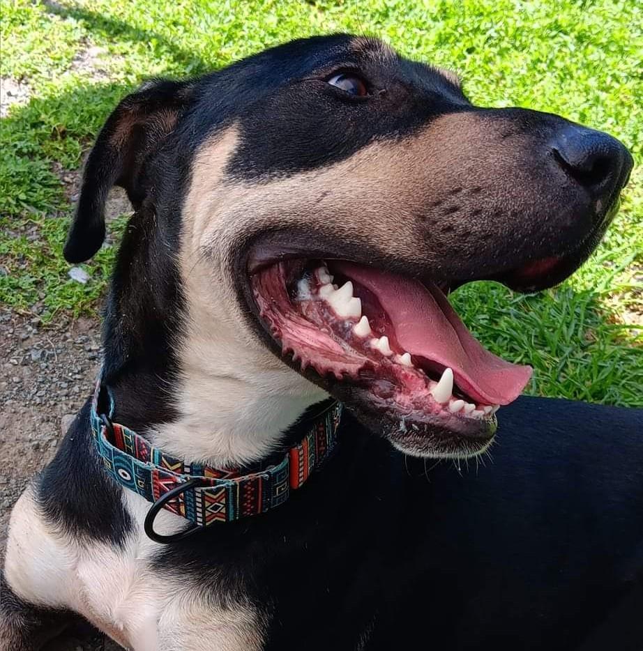 Enlarge Branton, a Adoptable mixed breed in Concord, CA image 4/6