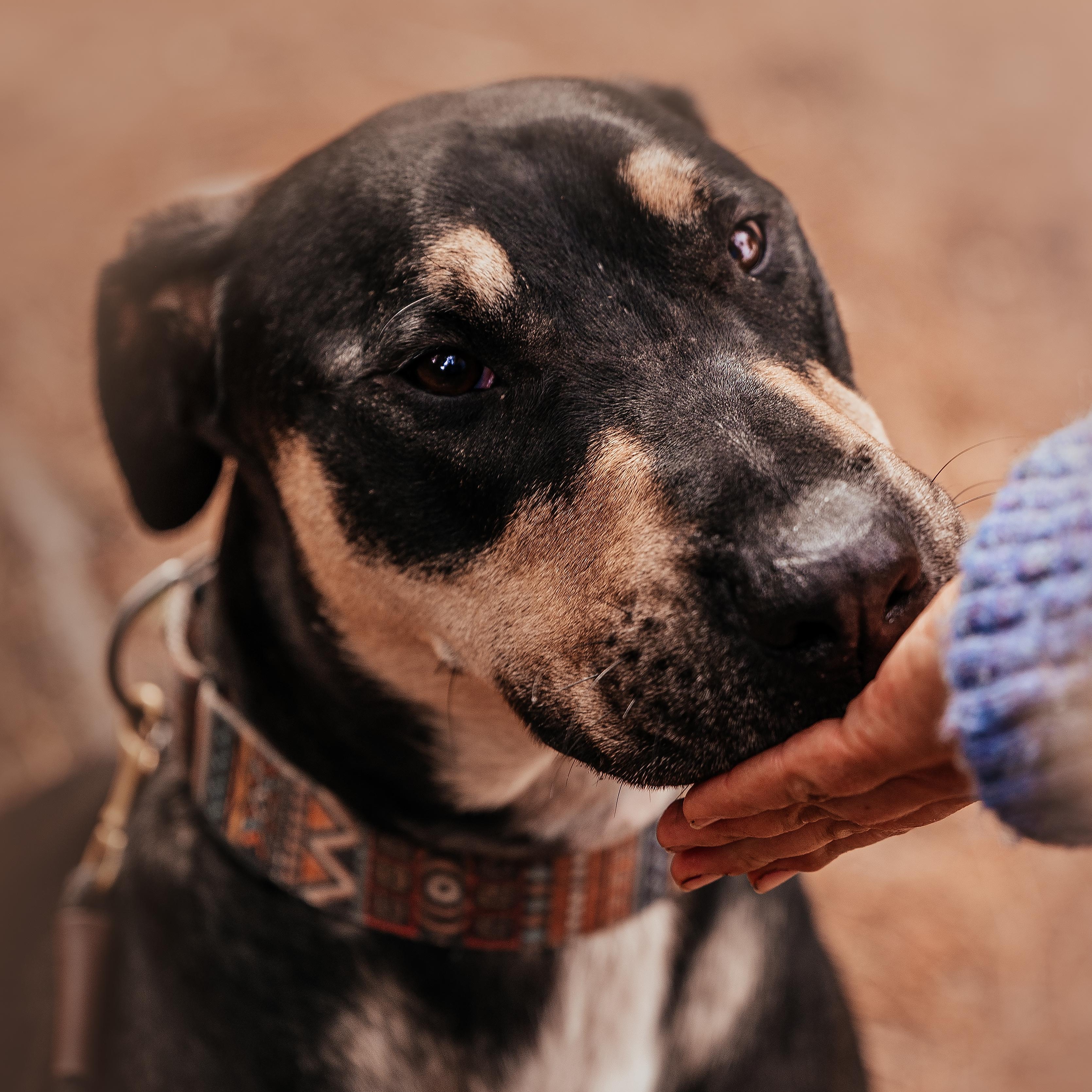 Enlarge Branton, a Adoptable mixed breed in Concord, CA image 2/6