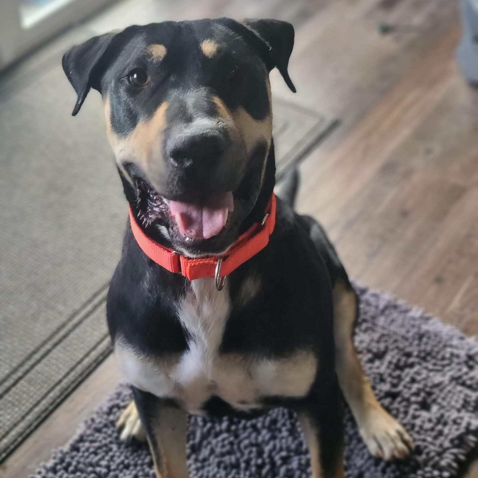 Enlarge Branton, a Adoptable mixed breed in Concord, CA image 5/6