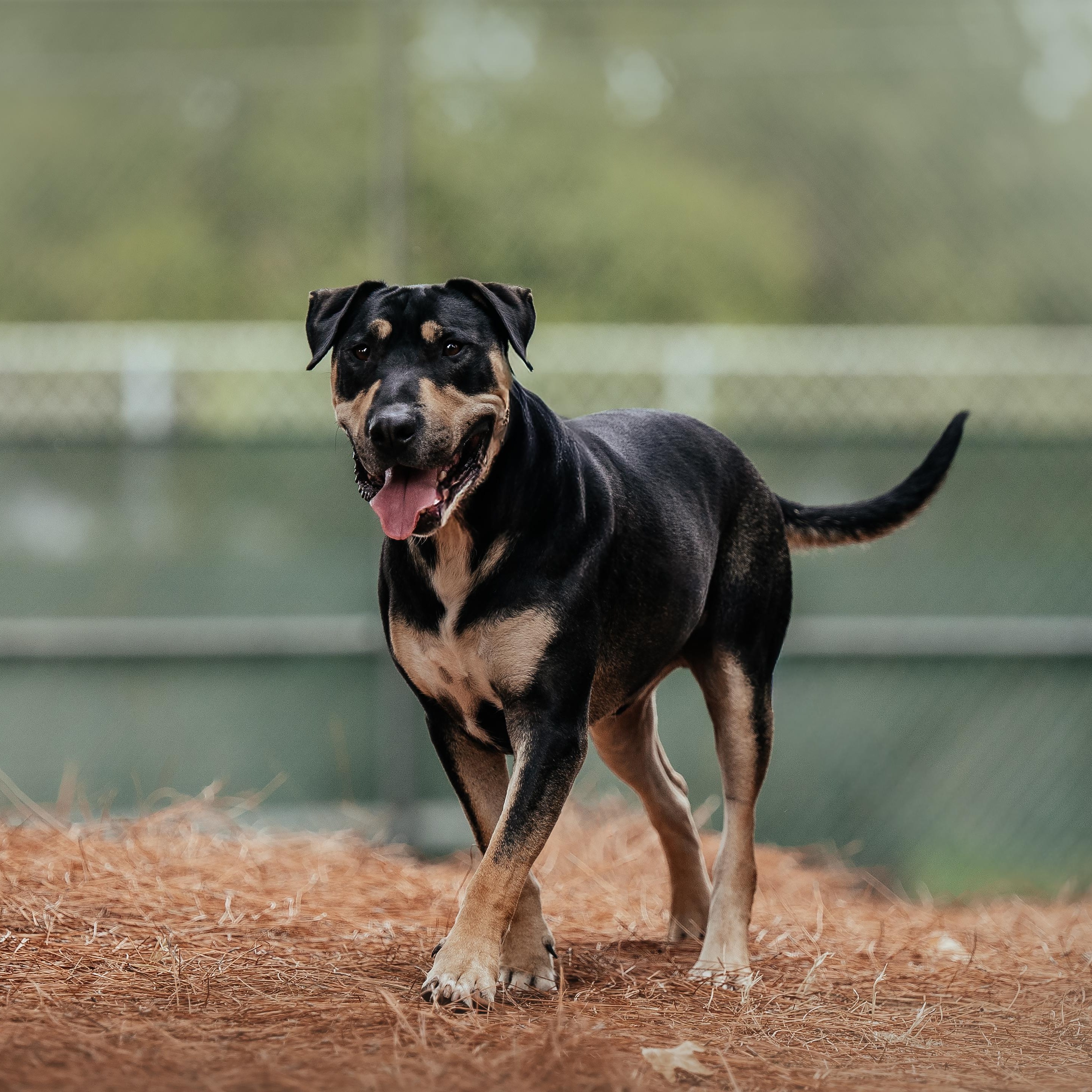 Enlarge Branton, a Adoptable mixed breed in Concord, CA image 3/6