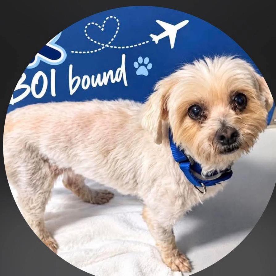 JR, Adoptable, Adult Male Maltese & Mixed Breed.