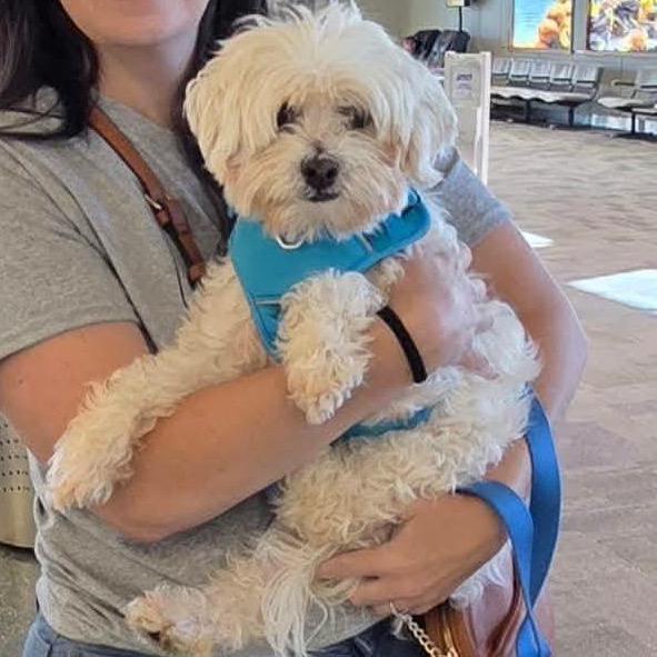 Enlarge JR, a Adoptable mixed breed in Nampa, ID image 3/4