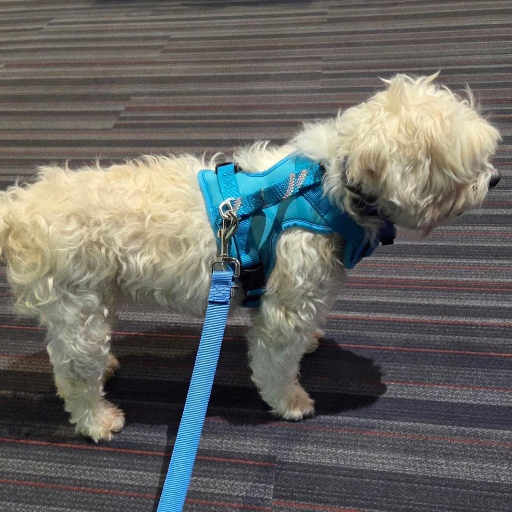 Enlarge JR, a Adoptable mixed breed in Nampa, ID image 4/4