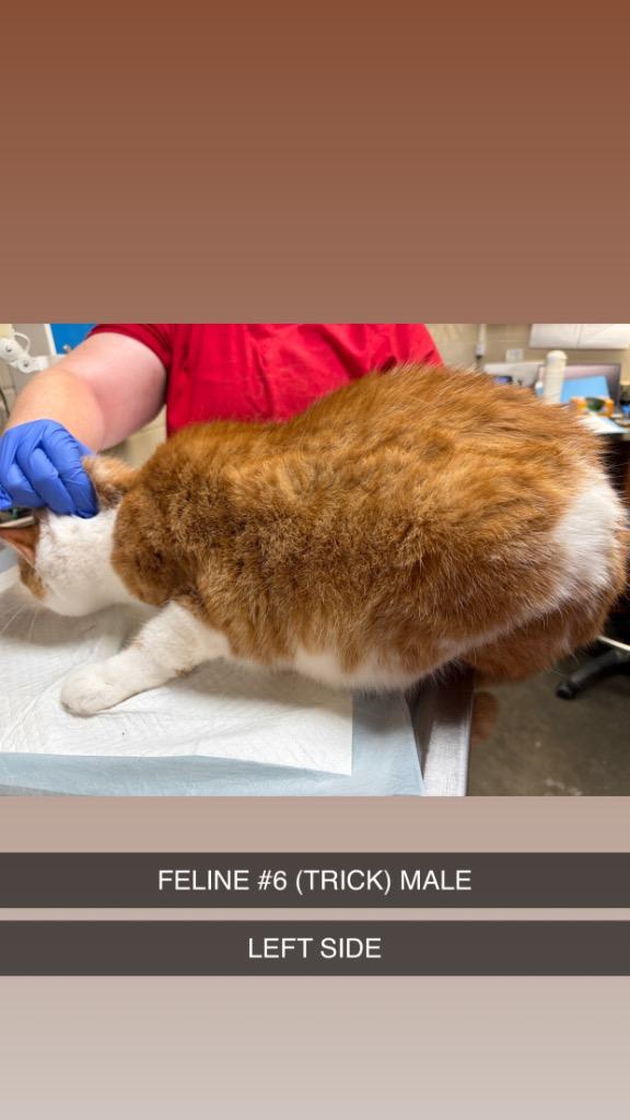 TRICK 6, Adoptable, Adult Male Domestic Short Hair.