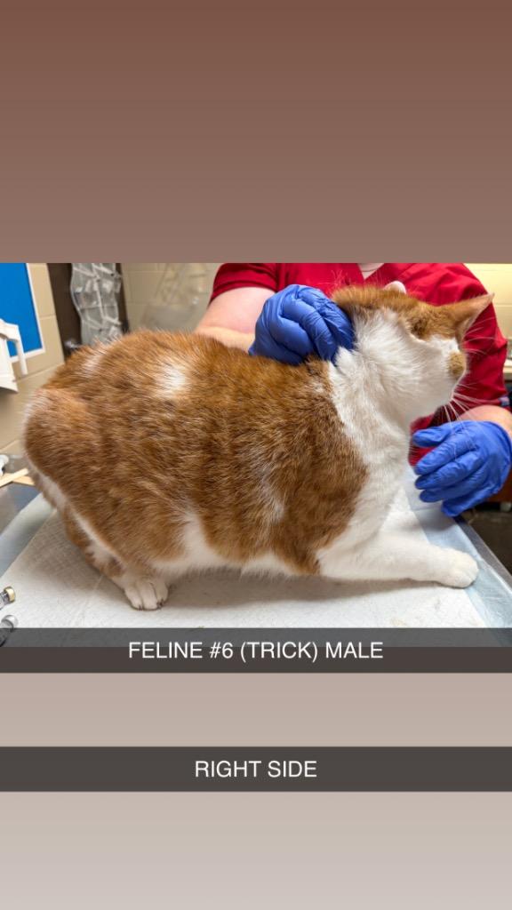 Enlarge TRICK 6, a Adoptable mixed breed in Wintersville, OH image 2/5