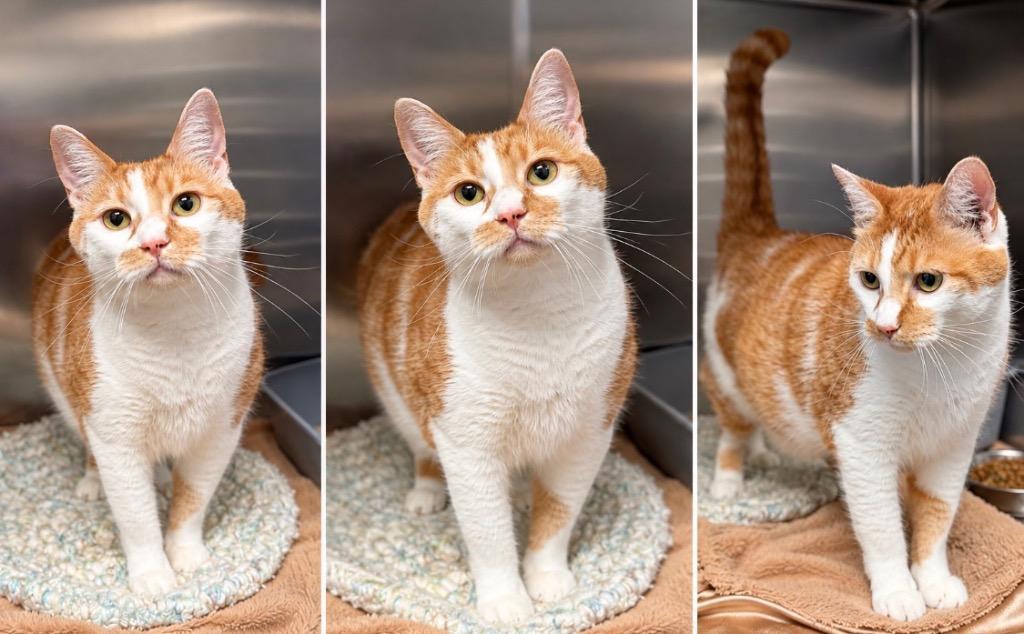 Enlarge TRICK 6, a Adoptable mixed breed in Wintersville, OH image 3/5