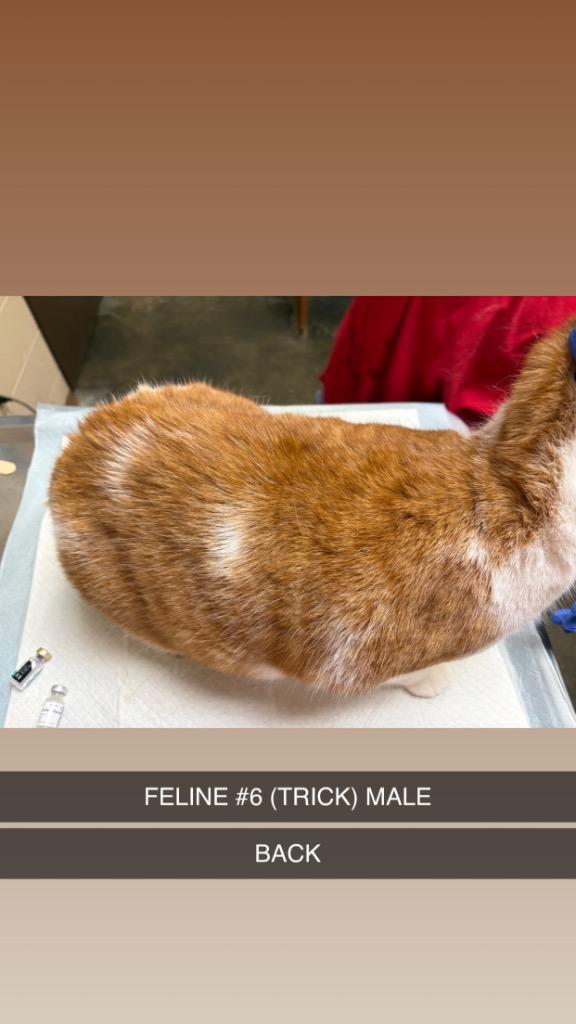Enlarge TRICK 6, a Adoptable mixed breed in Wintersville, OH image 4/5