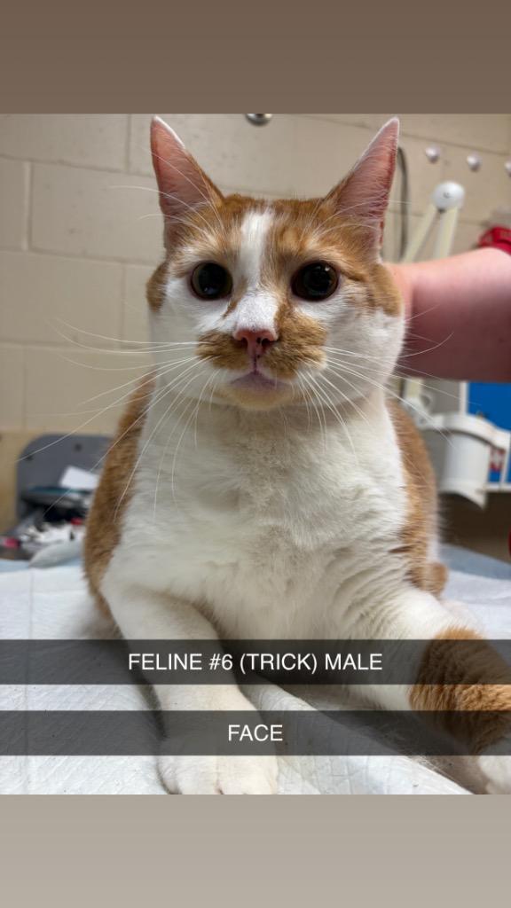 Enlarge TRICK 6, a Adoptable mixed breed in Wintersville, OH image 5/5