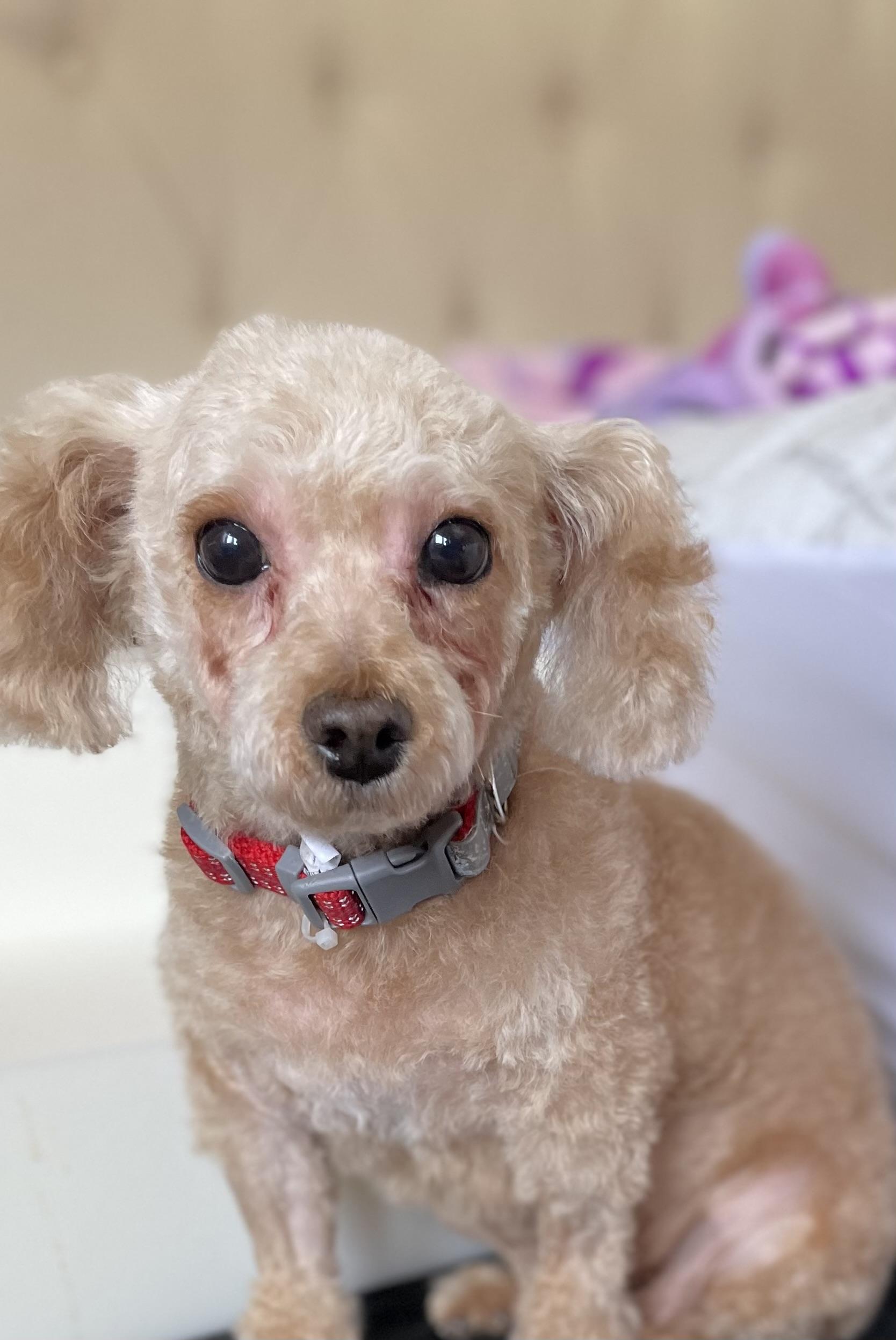 Mavis, ADOPTABLE, Adult Female Poodle (Toy).