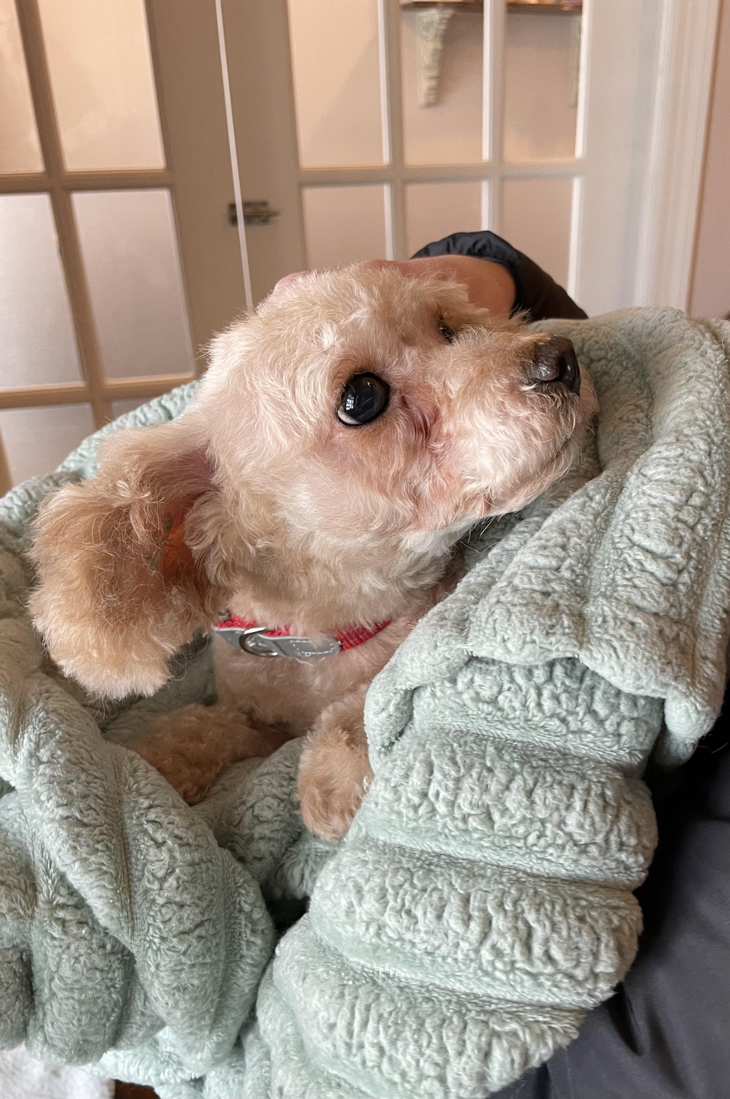 Enlarge Mavis, a ADOPTABLE Poodle (Toy) in Union Grove, WI image 3/3