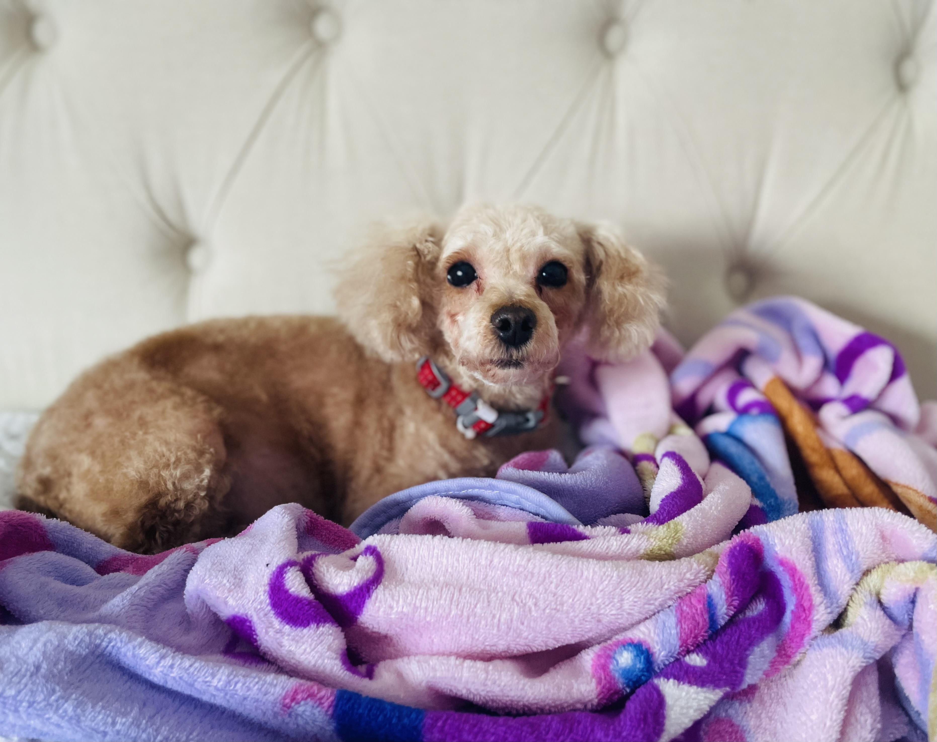 Enlarge Mavis, a ADOPTABLE Poodle (Toy) in Union Grove, WI image 2/3