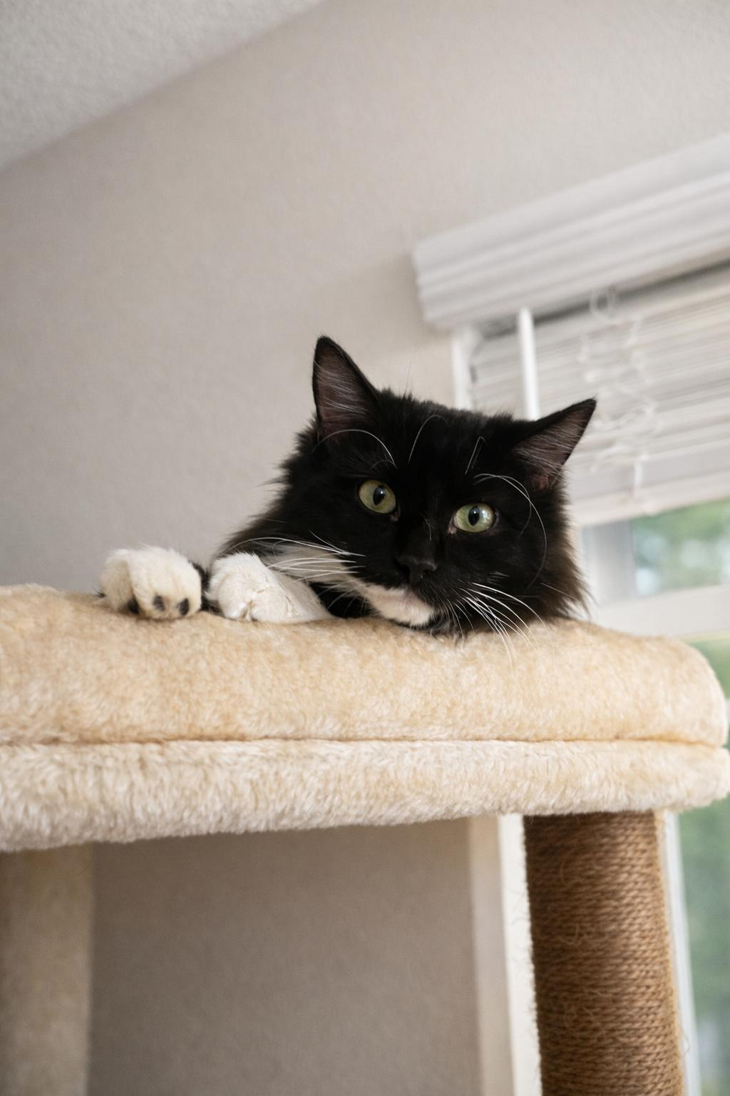 Enlarge Max =^,^=, an adopted Domestic Long Hair in Jacksonville, FL image 4/5