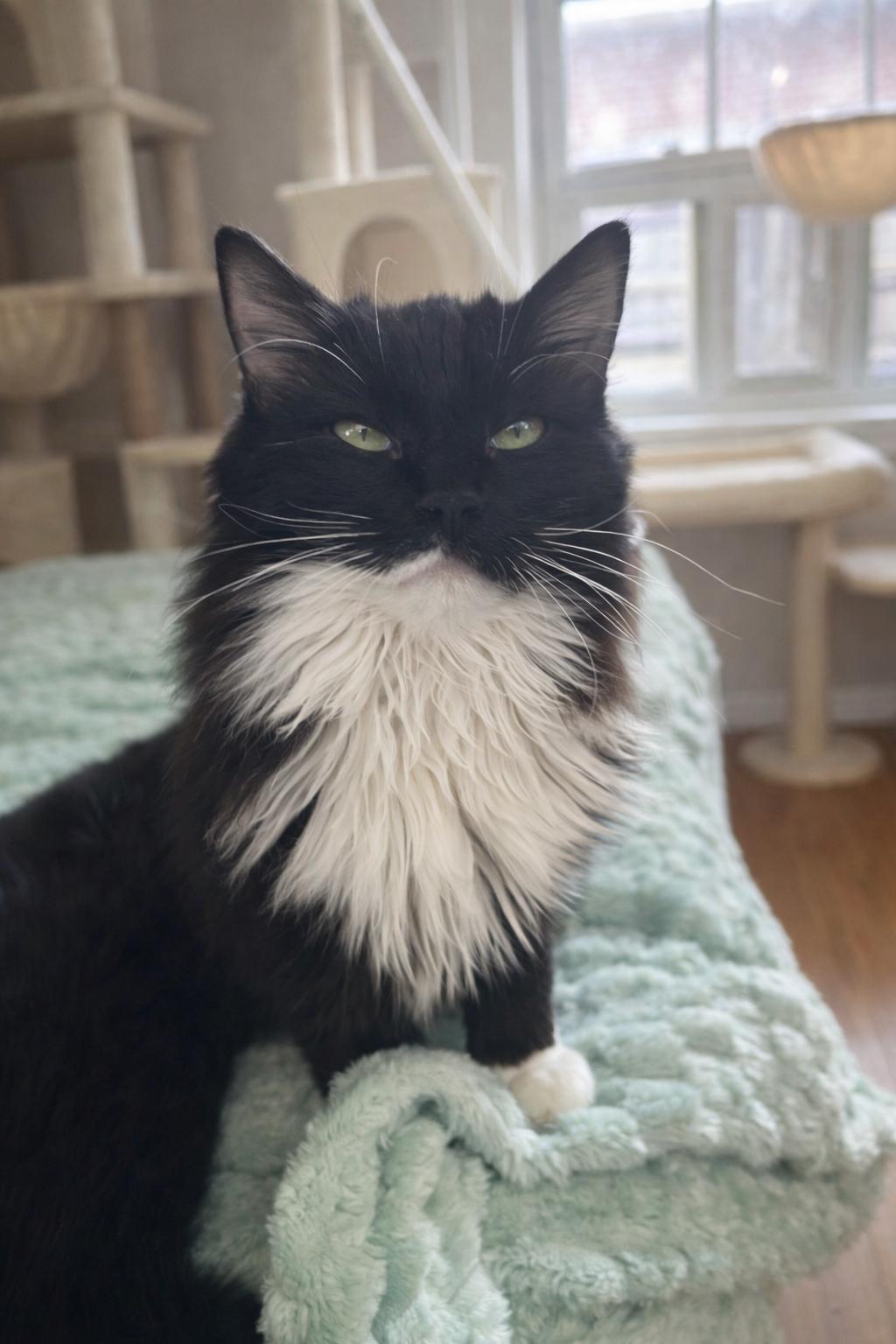 Enlarge Max =^,^=, an adopted Domestic Long Hair in Jacksonville, FL image 5/5